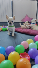 Cuccioli di chihuahua