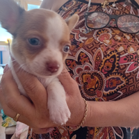 Cuccioli di Chihuahua