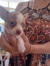 Cuccioli di Chihuahua