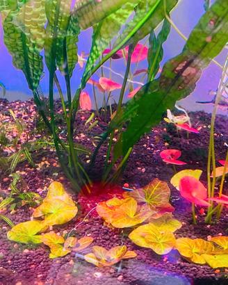 Pianta per acquario Nymphaea Peru Puerto Maldonado