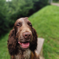 Coker spaniel per accoppiamento