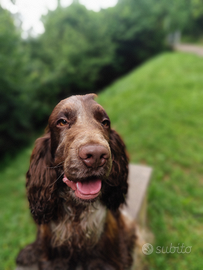 Coker spaniel per accoppiamento