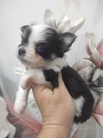 Chihuahua