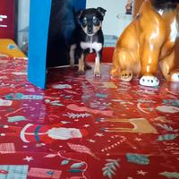 Pinscher nano