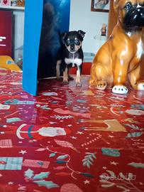 Pinscher nano