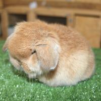 Coniglio nano minilop