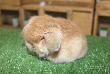 Coniglio nano minilop