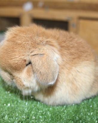 Coniglio nano minilop
