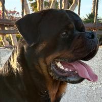 Rottweiler con Pedigree Enci