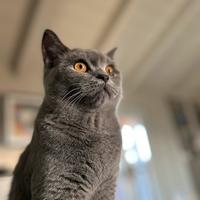 Gatti scottish straight