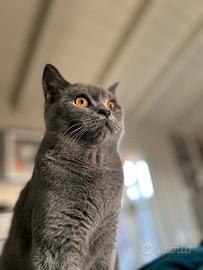 Gatti scottish straight