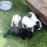 Bulldog Francese cuccioli