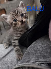 Cuccioli di gatto
