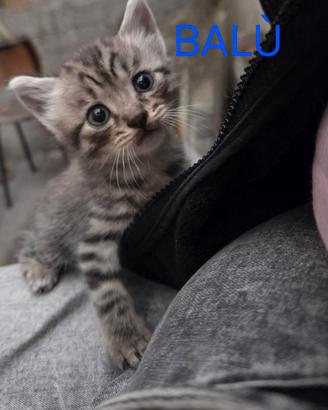 Cuccioli di gatto