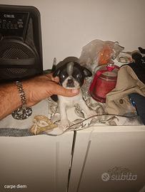 Cucciolo di chihuahua Toy