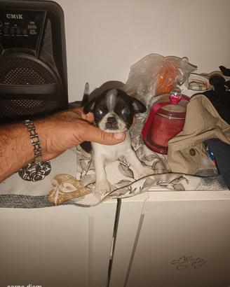 Cucciolo di chihuahua Toy