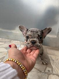 Bulldog Francese Exotic Merle