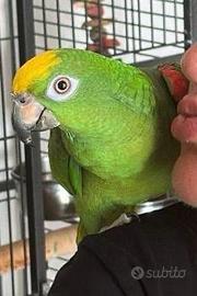 Amazzone fronte gialla,