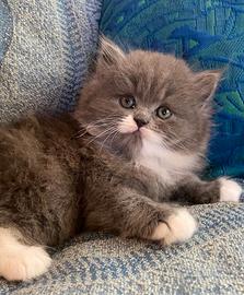 Gattina persiano normotipo