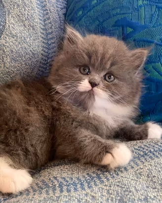 Gattina persiano normotipo
