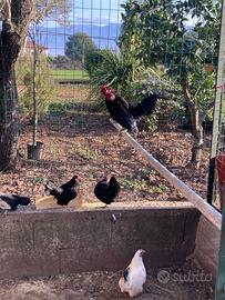 Galline ornamentali
