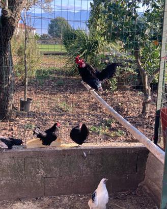 Galline ornamentali