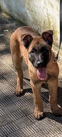 Pastore belga malinois