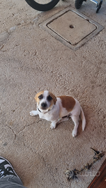 Jack Russell