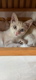 Perla.la dolcezza fatta a gatto