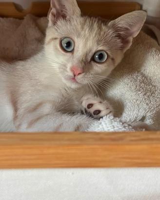 Perla.la dolcezza fatta a gatto