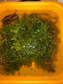 ceratophyllum 