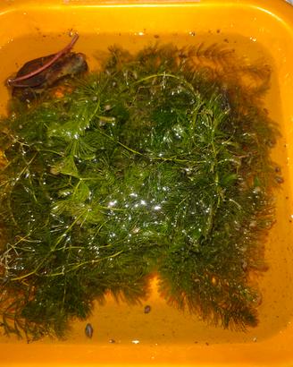ceratophyllum 