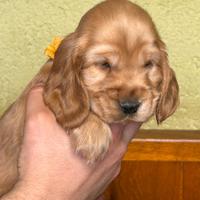 Cuccioli di Cocker Spaniel Inglese