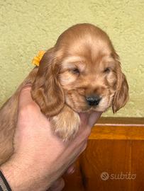 Cuccioli di Cocker Spaniel Inglese