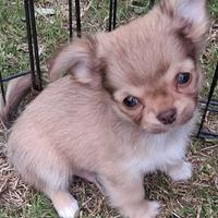 Cucciolo simil chihuahua