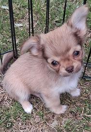 Cucciolo simil chihuahua