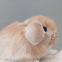 Nani conigli coniglietti ariete