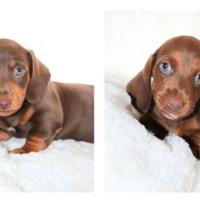 Cuccioli di bassotti cioco isabella M e F