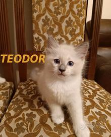 Prenotazione Gatti di Razza Ragdoll con Pedigree