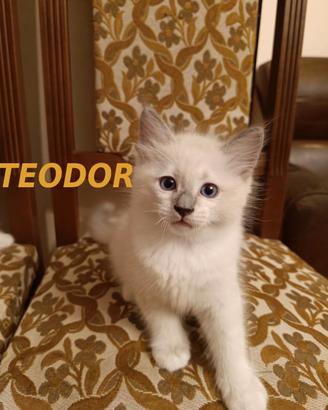 Prenotazione Gatti di Razza Ragdoll con Pedigree
