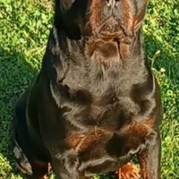 Disponibile per monte