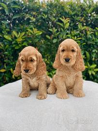 Cocker Spaniel Inglese