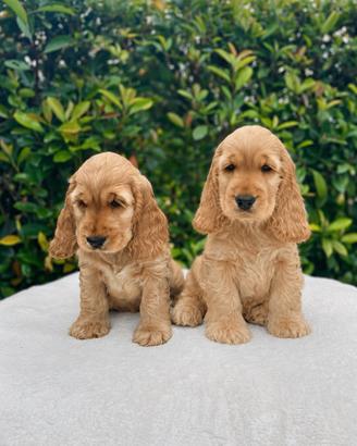 Cocker Spaniel Inglese