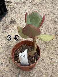 Pianta grassa – 3€