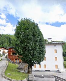 Stupendo appartamento in Val di Zoldo (Zoldo Alto)