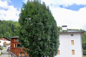 Stupendo appartamento in Val di Zoldo (Zoldo Alto)