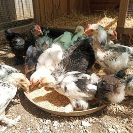 Gallinelle ornamentali