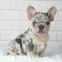 BULLDOG - BOULEDOGUE FRANCESE cuccioli MERLE