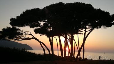 Dal 6 al 13 Bilo a 2 km da GOLFO BARATTI - 9