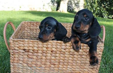 Cuccioli di bassotto